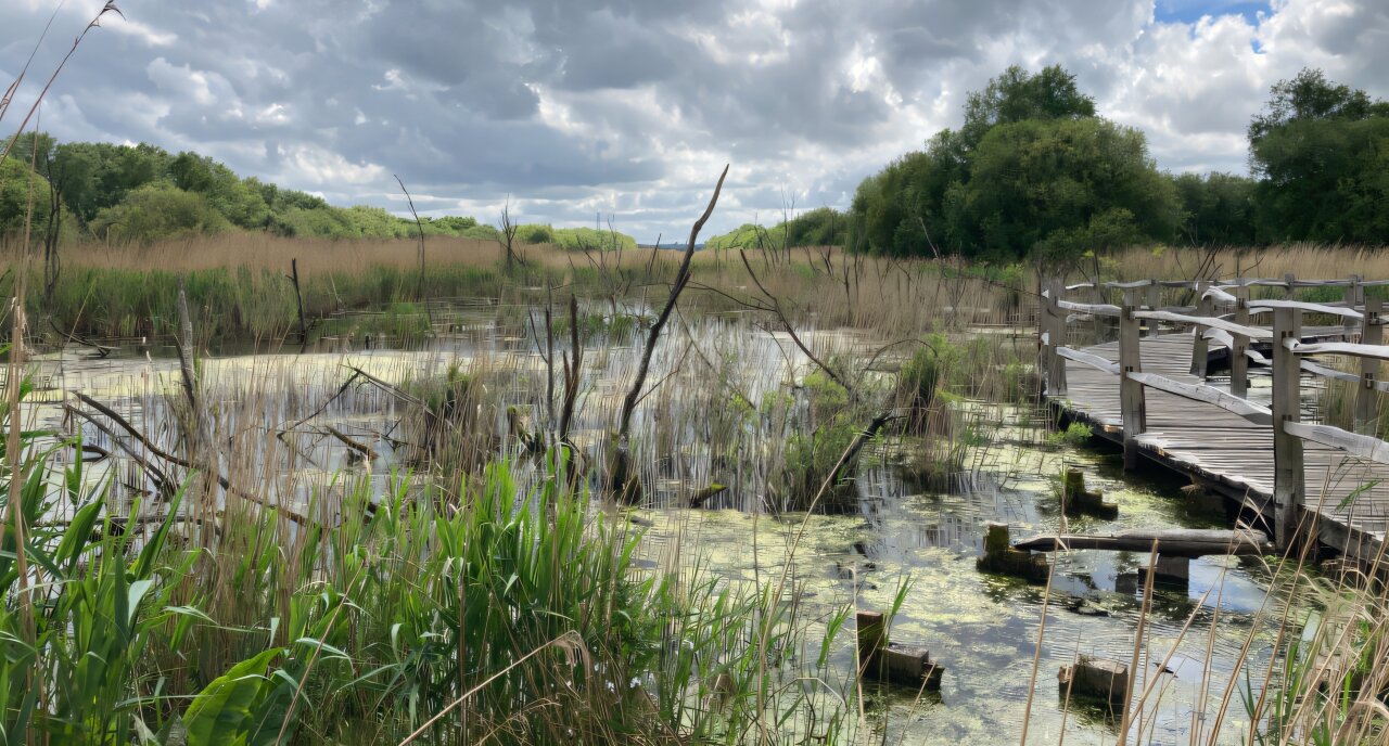 Yenilikçi yaklaşımlar finans sektörünün doğa kaybına yanıt vermesine yardımcı olabilir