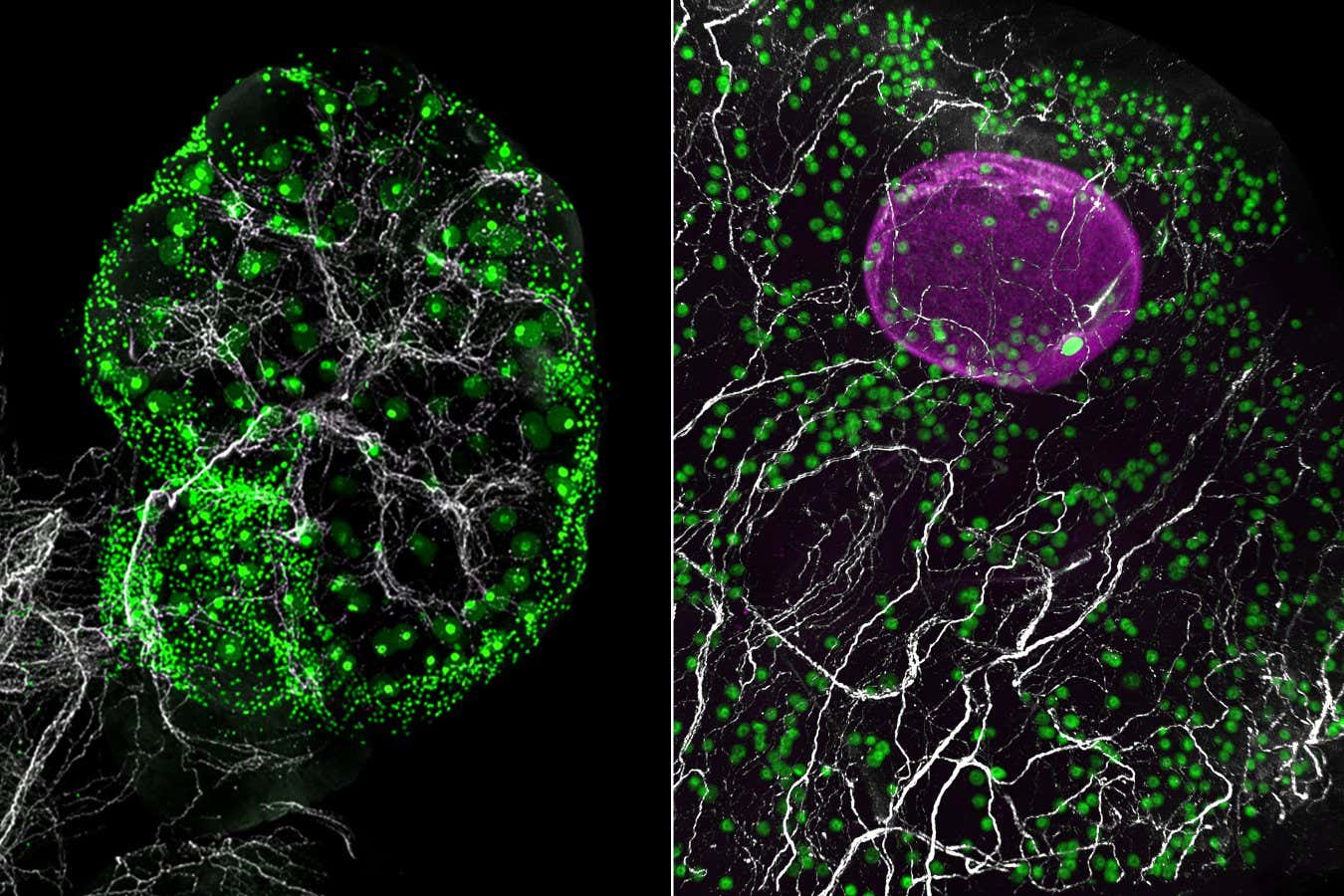 A network of nerves (white) throughout the ovary of a mouse (left) and in a fragment of human ovary (right), alongside eggs (green). A growing follicle containing an egg is shown in magenta in the human ovary