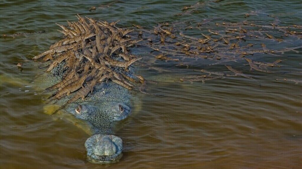 Nehir akıntısında ilerleyen baba gharial ve yavruları