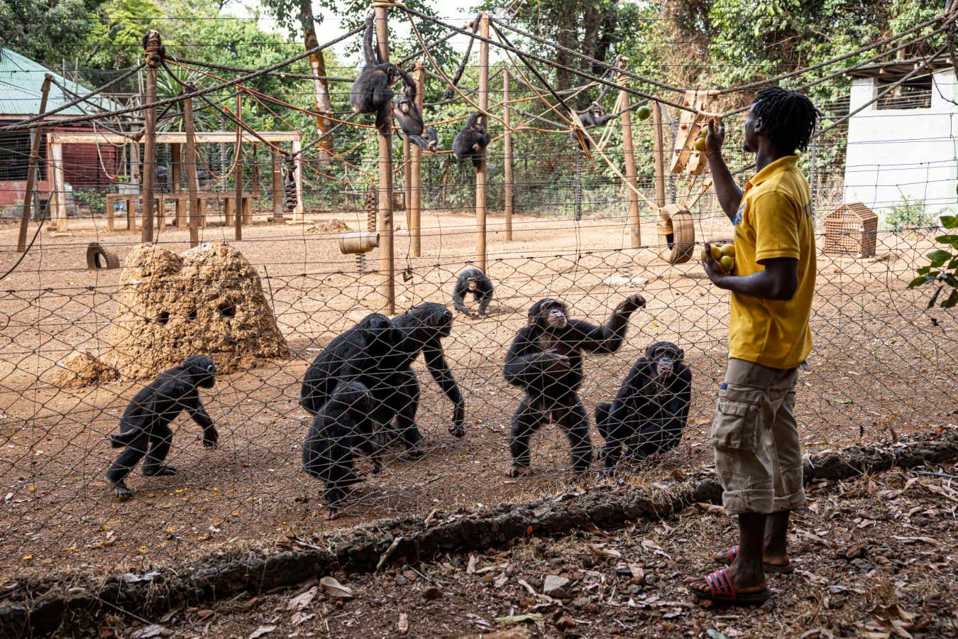A caretaker feeds chimpanzees inside their playground area at the Tacugama Chimpanzee Sanctuary in Freetown, on April 24, 2025. The sanctuary, which rehabilitates orphaned Western chimpanzees, is a leading site for wildlife research and conservation education programs. Extremely popular with tourists, its keepers have defiantly kept it closed since late May. The protest is meant to spur the government into action over the rapid environmental degradation taking place in the national park where it is located. The deterioration does not just affect the chimps, experts say, but also inhabitants of the wider region including the nearby capital of Freetown, home to some two million people. (Photo by PATRICK MEINHARDT / AFP) (Photo by PATRICK MEINHARDT/AFP via Getty Images)