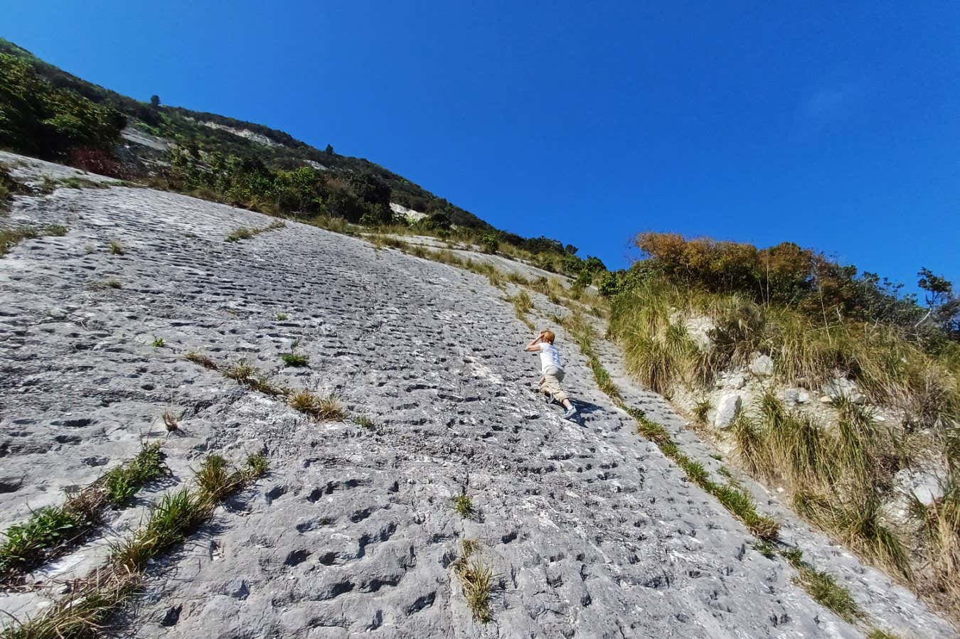 Antik izler depremden rahatsız olan kaplumbağaların izdihamını kaydedebilir
