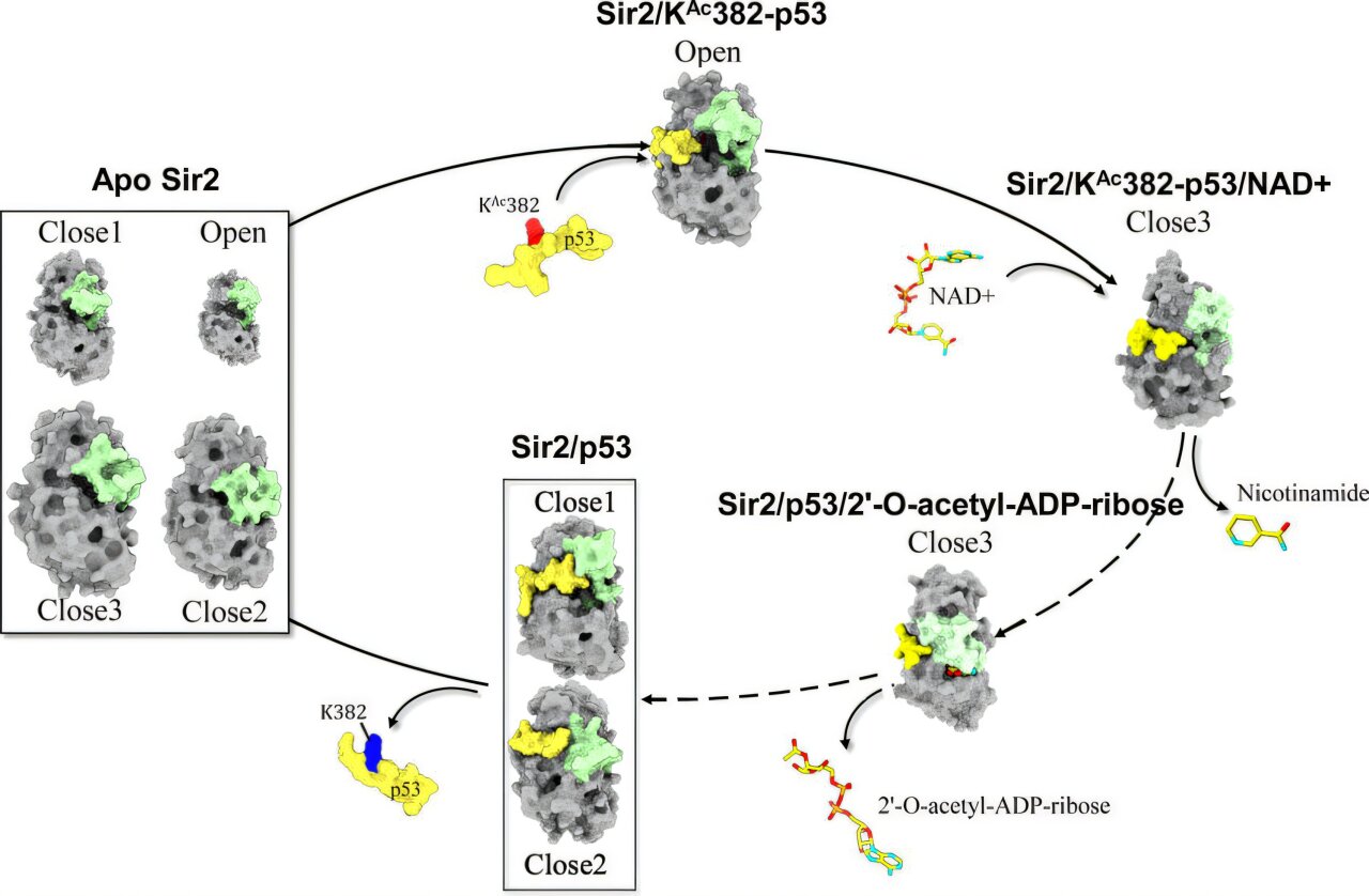 Bilim insanları yaşlanma ve kanserle bağlantılı bir enzimi harekete geçiren temel mekanizmaları ortaya çıkarıyor