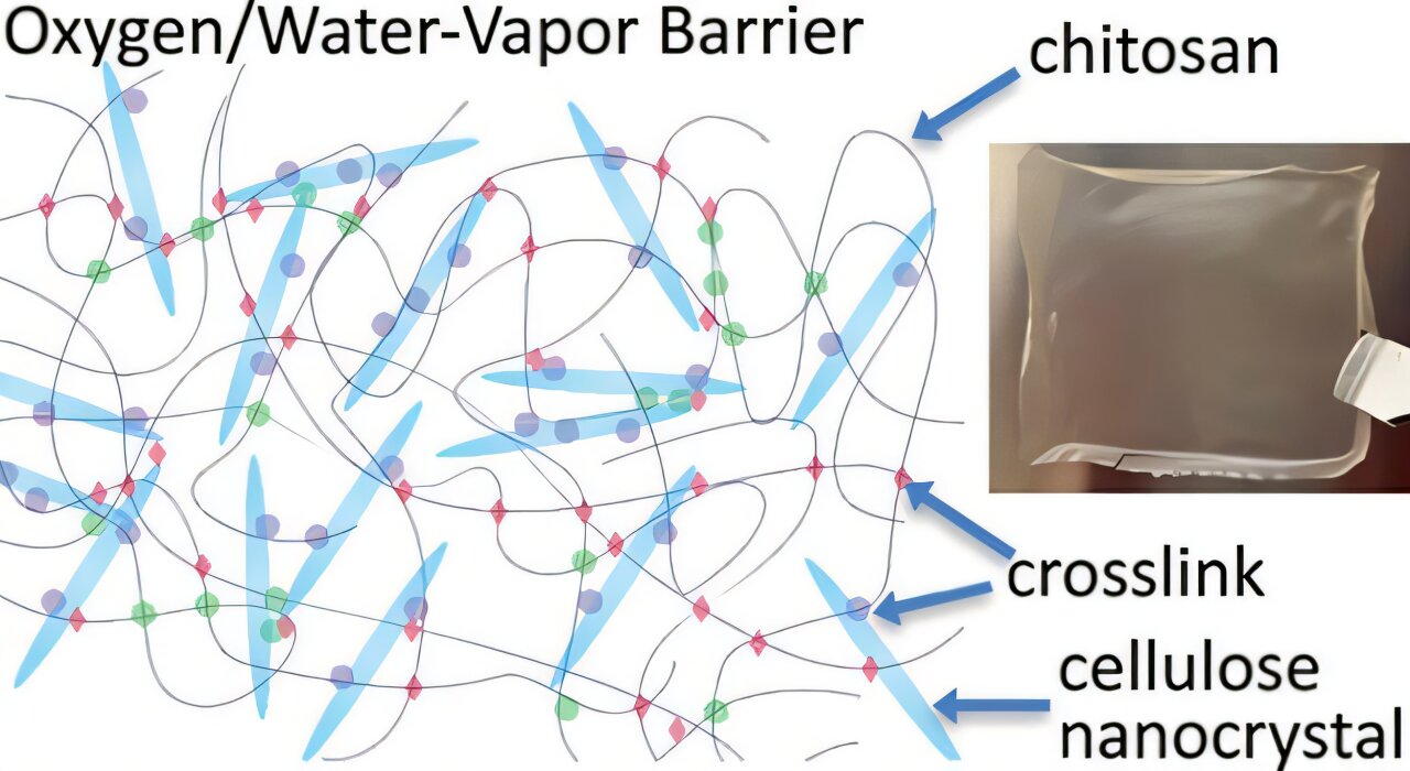 Biyo bazlı film, nemi ve oksijeni bloke etme konusunda geleneksel plastik ambalajlarla eşleşiyor
