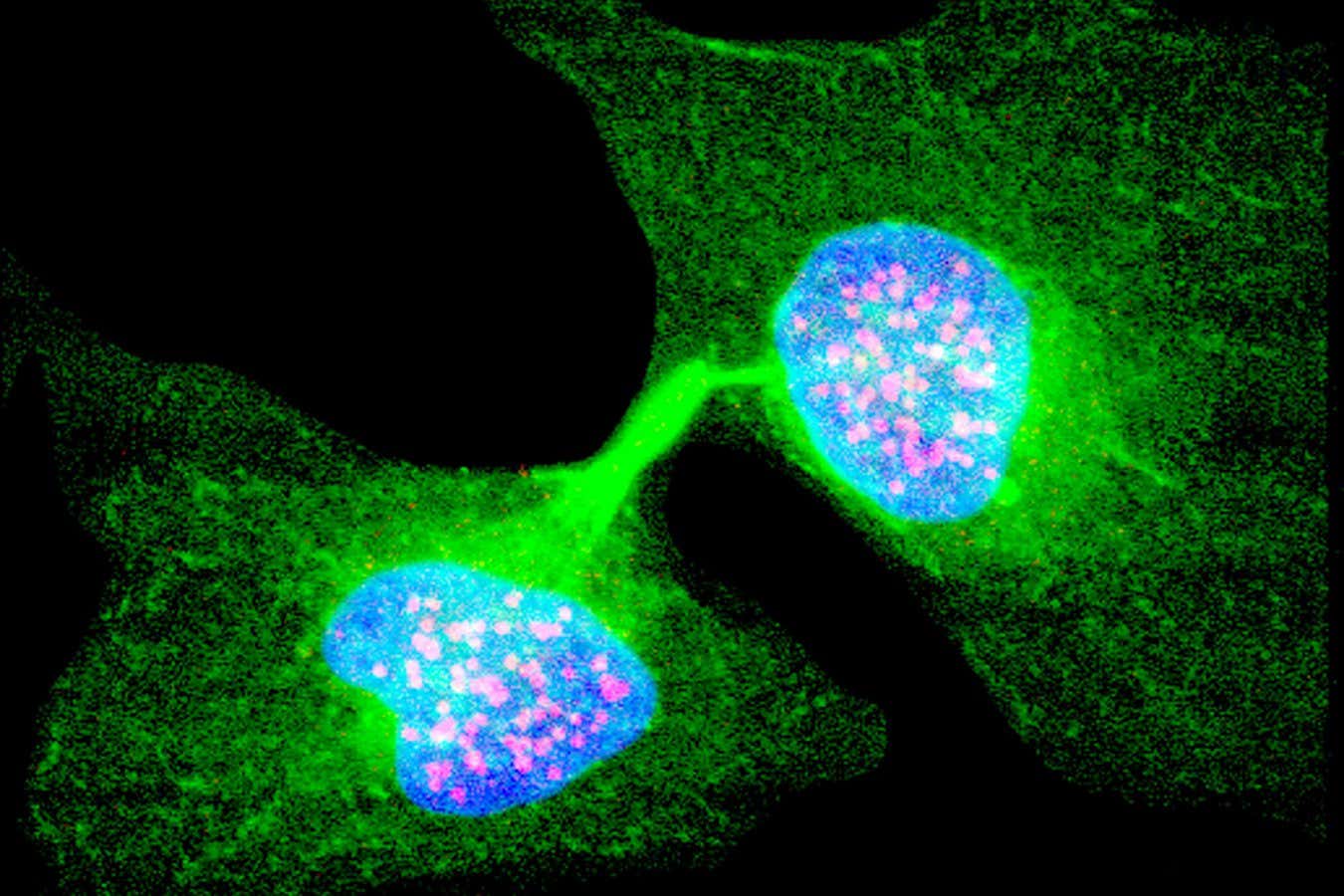 Canlı sistemler için termodinamiğin dördüncü yasasına ihtiyacımız olabilir