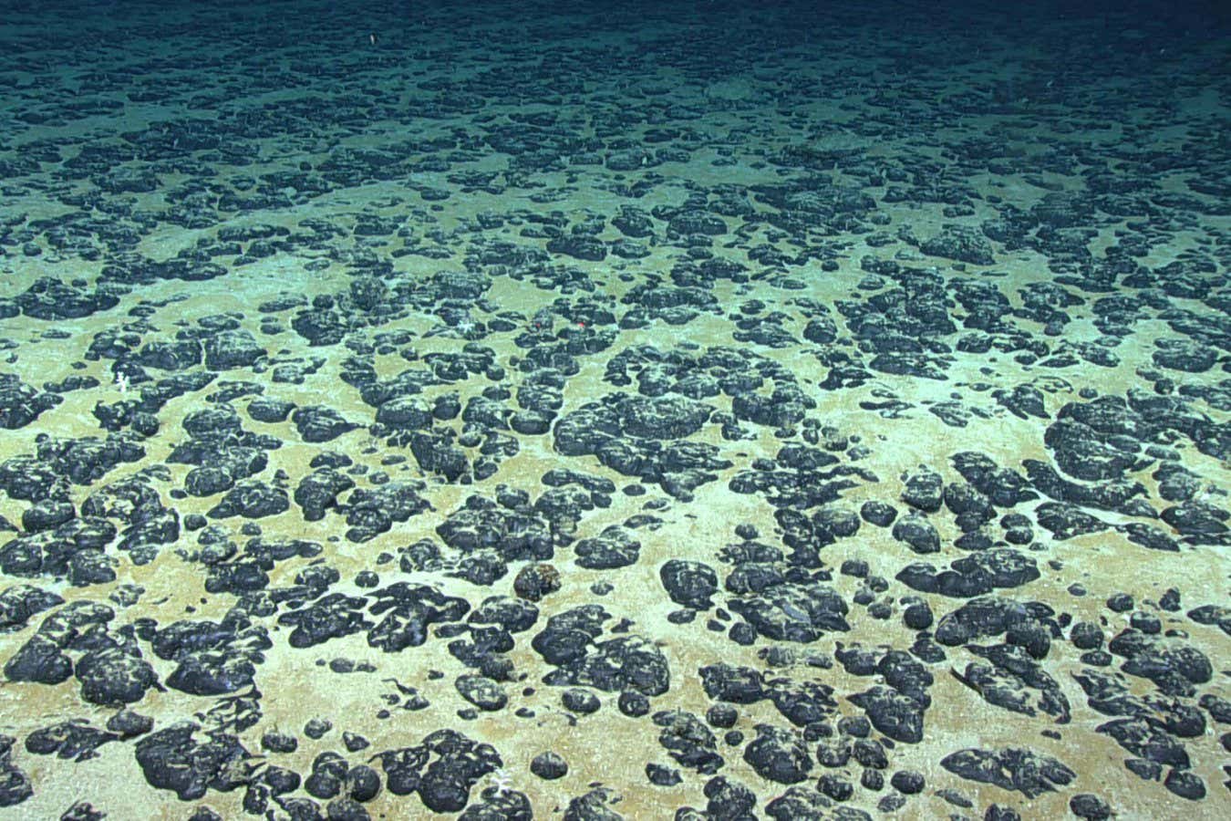seafloor covered with manganese nodules