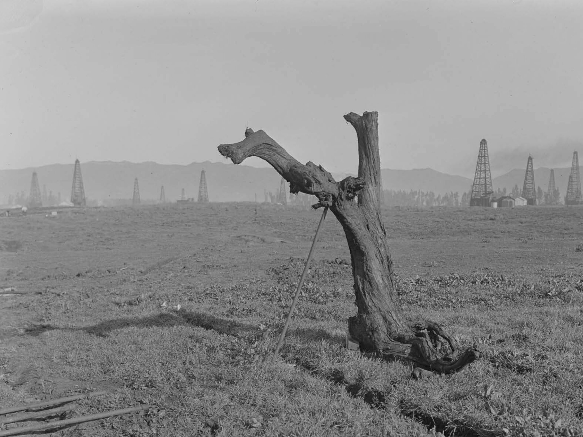 Eski ağaçların verimsiz fotorespirasyonu, son buzul çağında Dünya atmosferinin dengelenmesine yardımcı olmuş olabilir