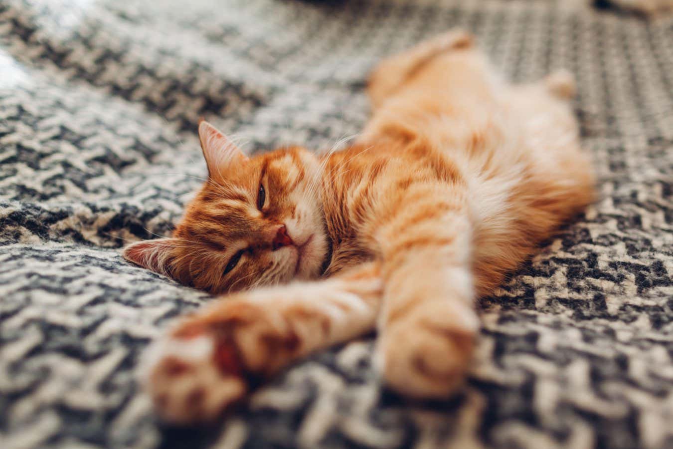 Evcil kedilerin köken hikayesi genetik analizle yeniden yazılıyor