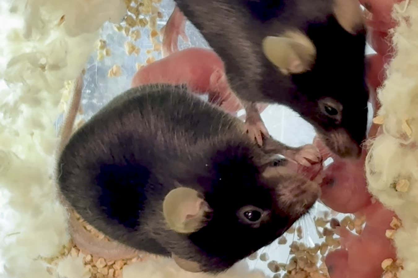 Adult mice using their paws and mouths to remove pups stuck in a pregnant animal