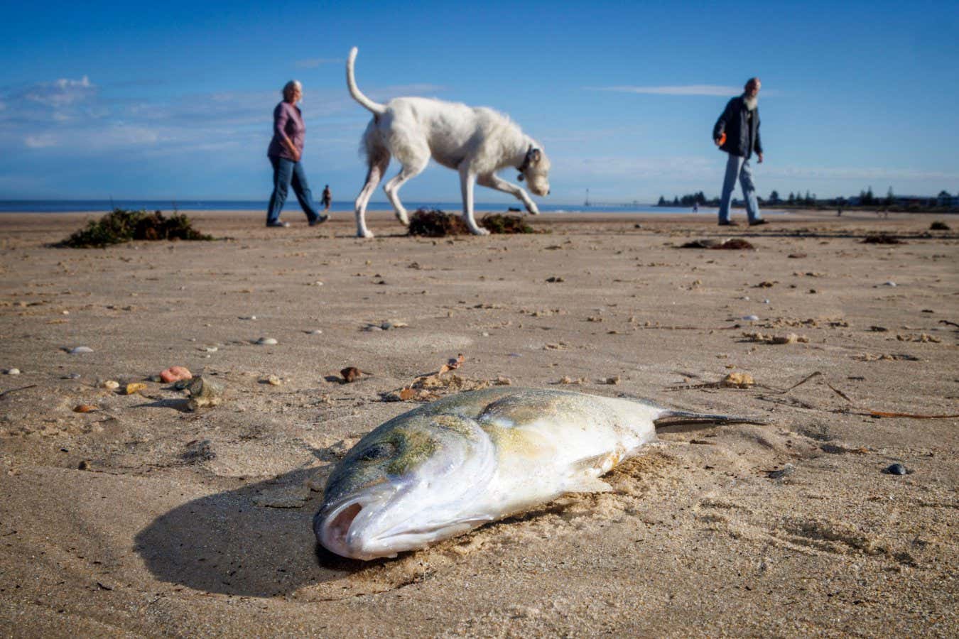Güney Avustralya'yı etkileyen zehirli algler küresel bir tehdit oluşturabilir