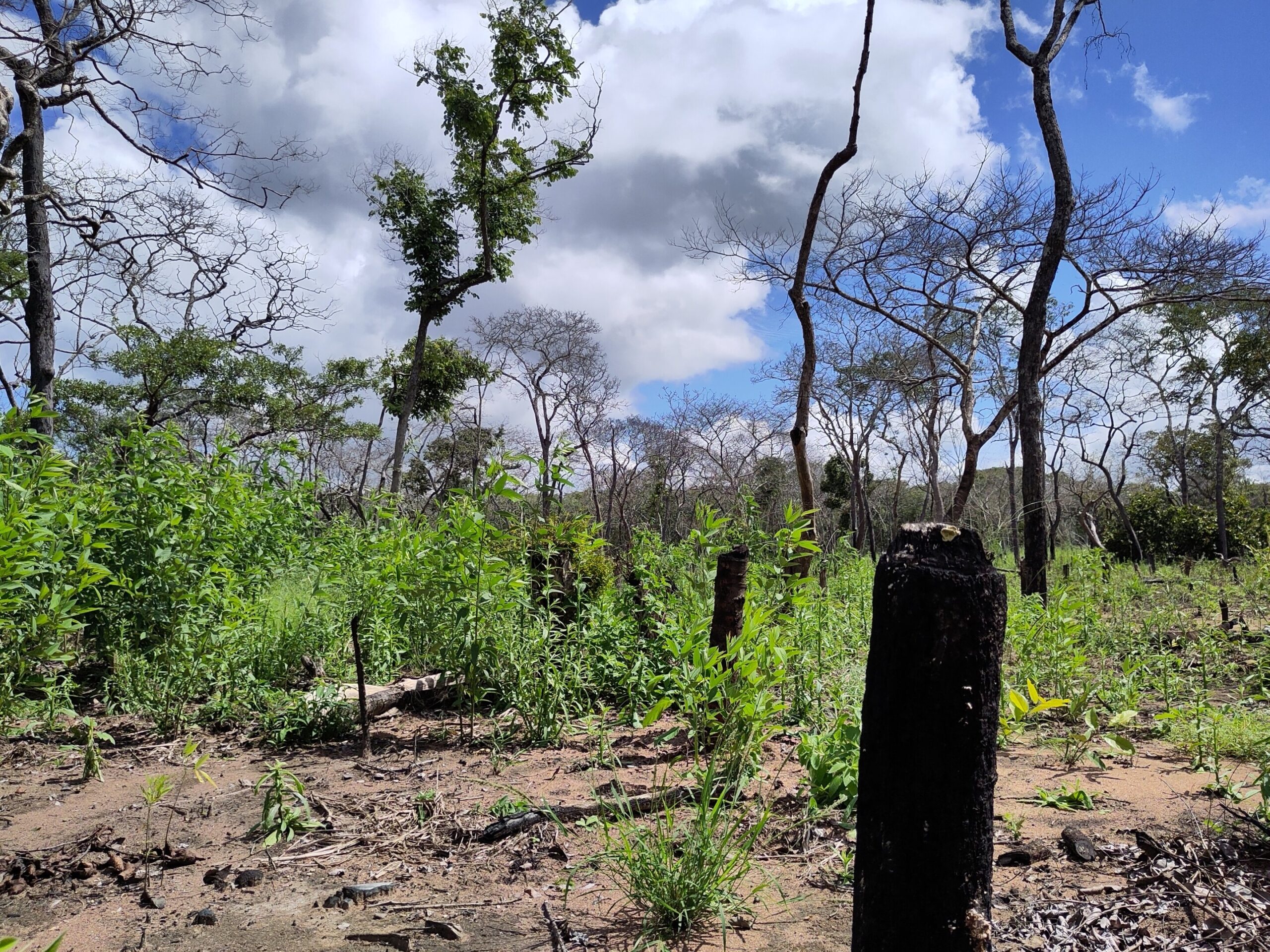 İnteraktif harita, ormansızlaşmanın tropik sıcaklıkları 5°C'ye kadar artırdığını gösteriyor