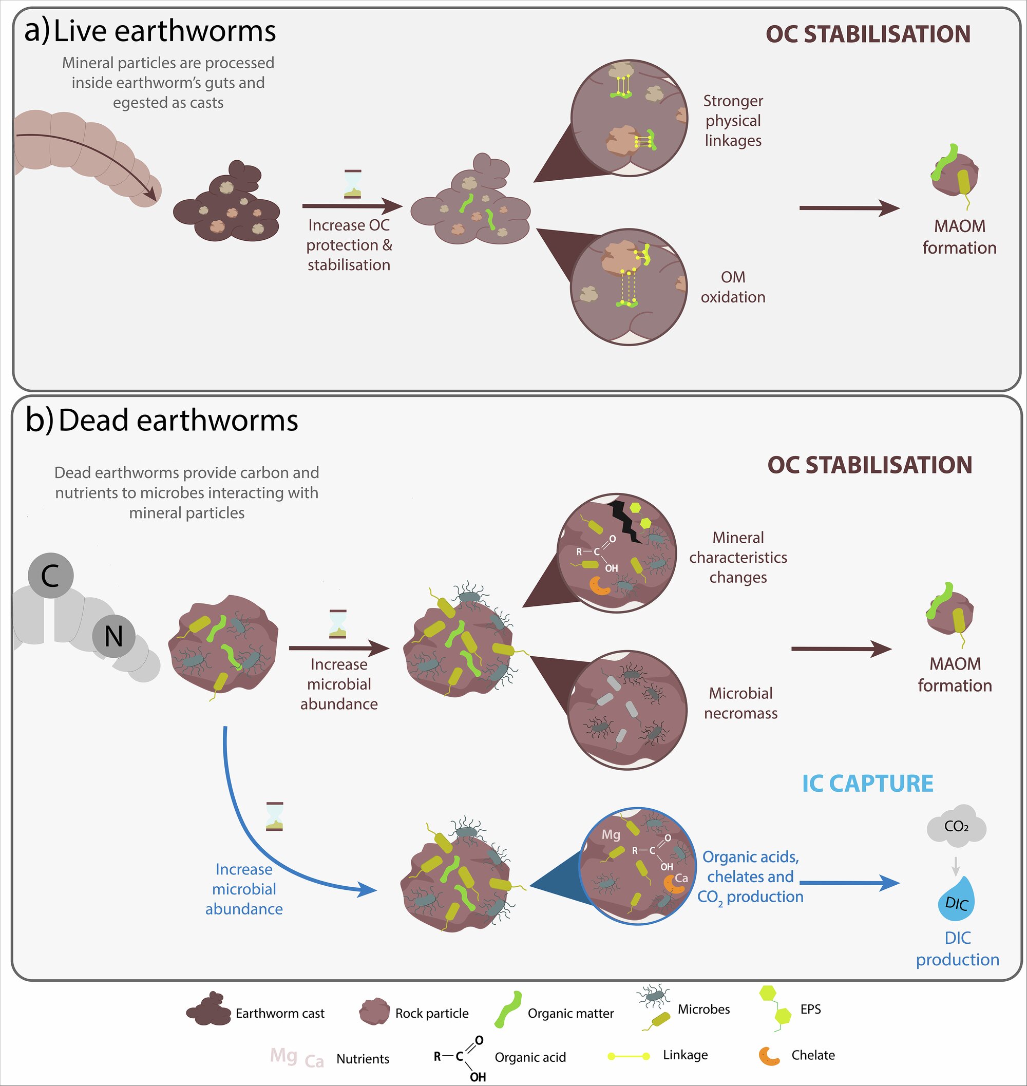Ölümden sonraki yaşam: Solucanlar karbon yakalamayı nasıl kolaylaştırıyor?