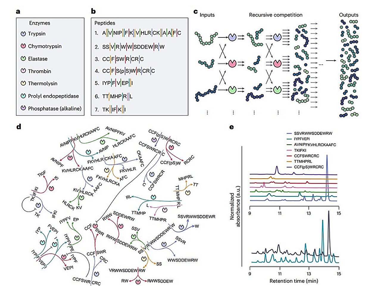 Rakip peptitlere sahip yeni enzim ağı, dış çevreye göre kararlar verebilir