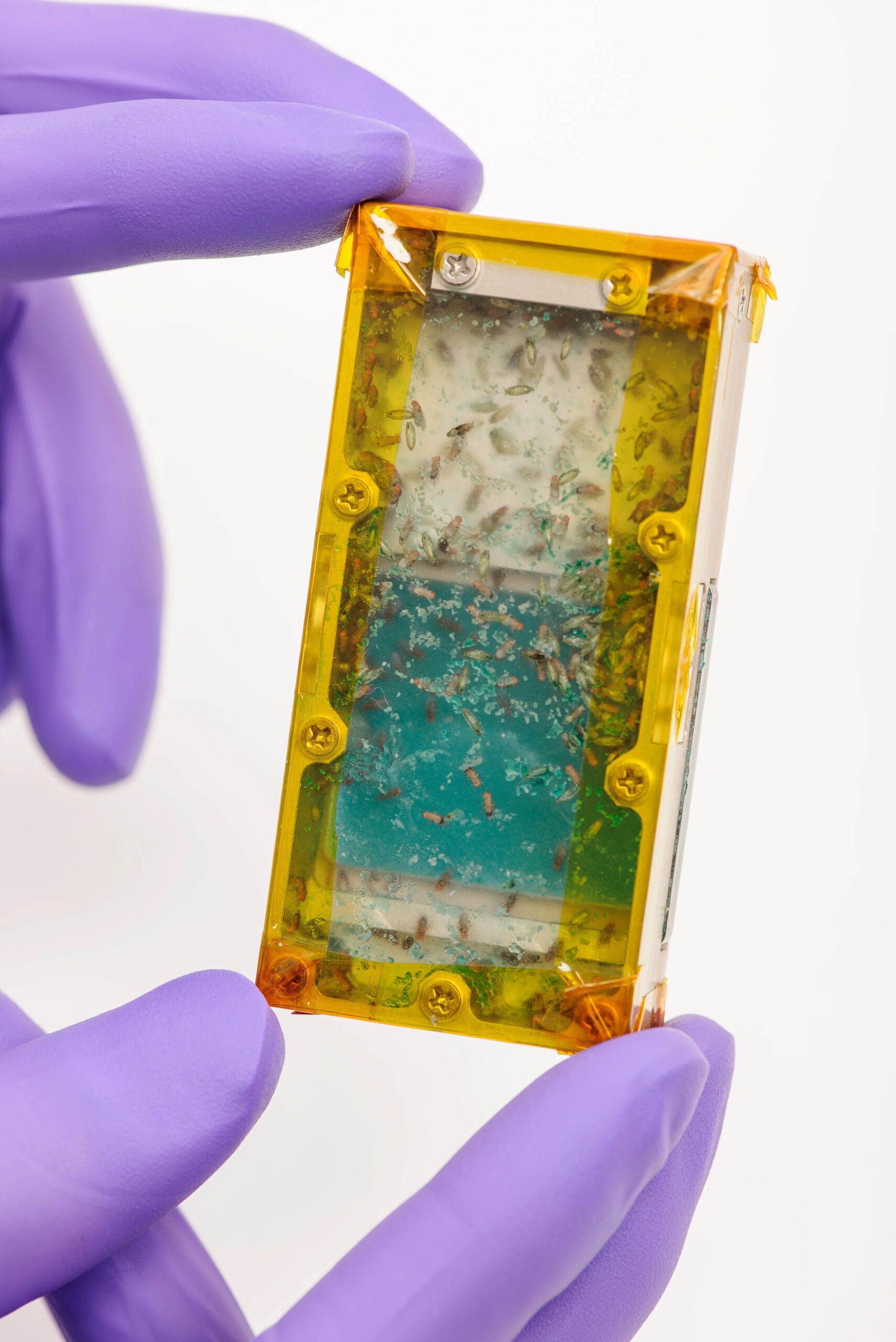 Uzay menüsündeki böcekler: Gelecekteki görevler için sürdürülebilir bir besin kaynağı