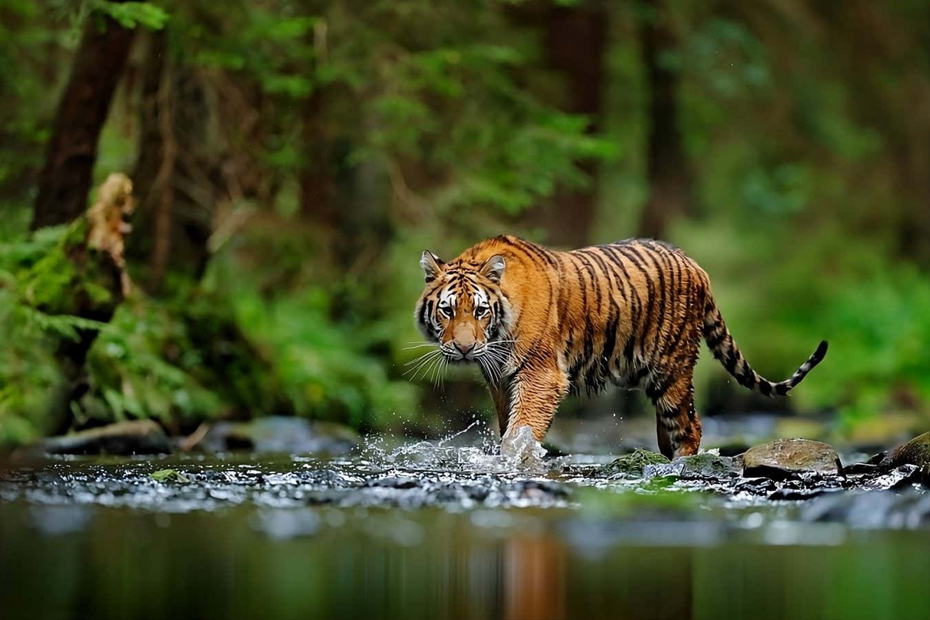 tiger walking in the river; Shutterstock ID 2451706593; purchase_order: -; job: -; client: -; other: