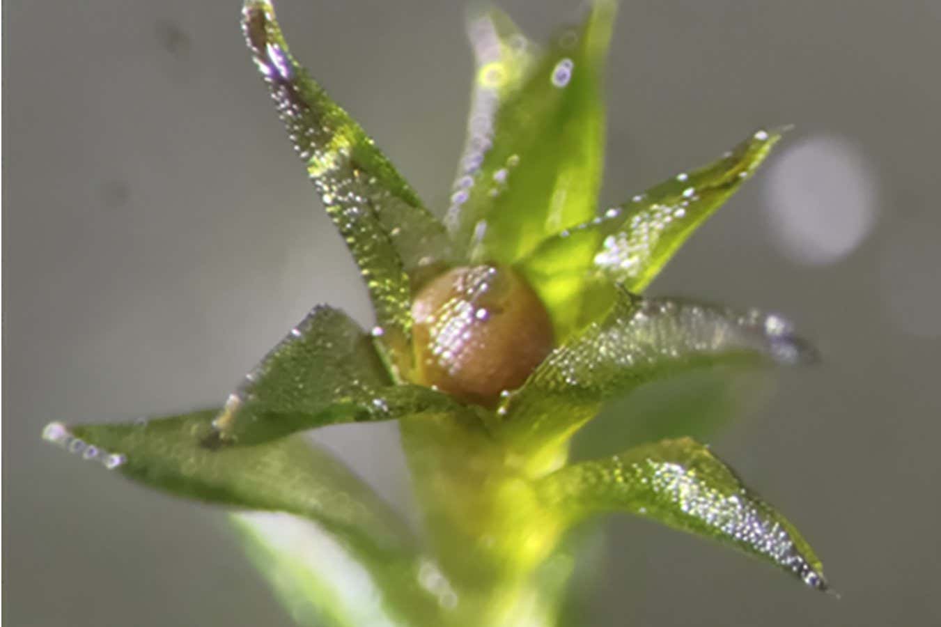 Sporophyte sample from the space exposure experiment on the ISS