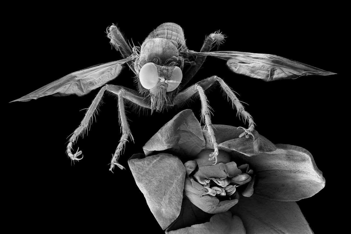 Görüntüler mikroskobik dünyanın şaşırtıcı karmaşıklığını ortaya koyuyor