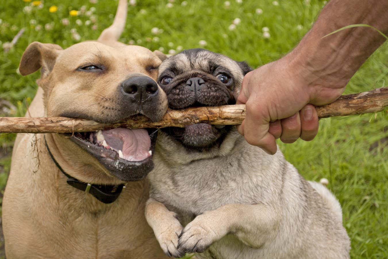 Köpekler mikrobiyomumuzu değiştirerek bizi daha şefkatli ve sosyal hale getirebilir