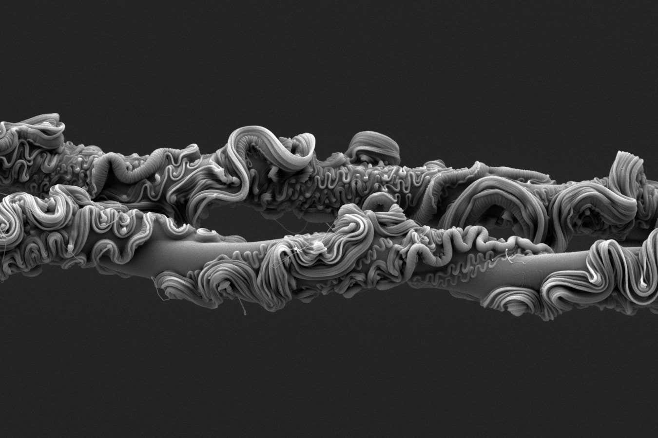 Örümcek ipeğinin inanılmaz yakın çekimi bilim fotoğraf ödülünü kazandı