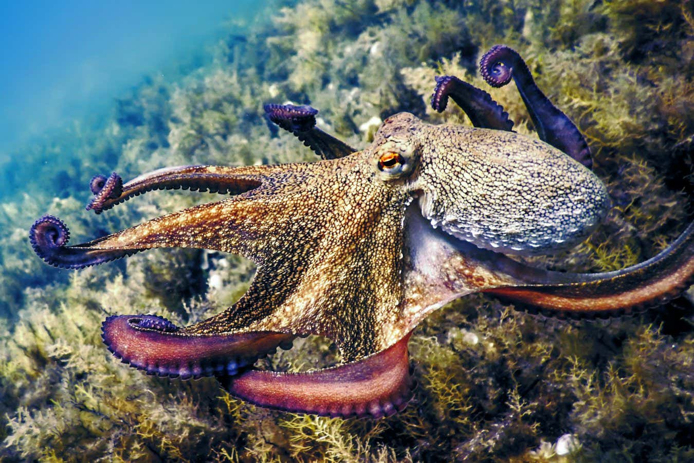 Common Octopus