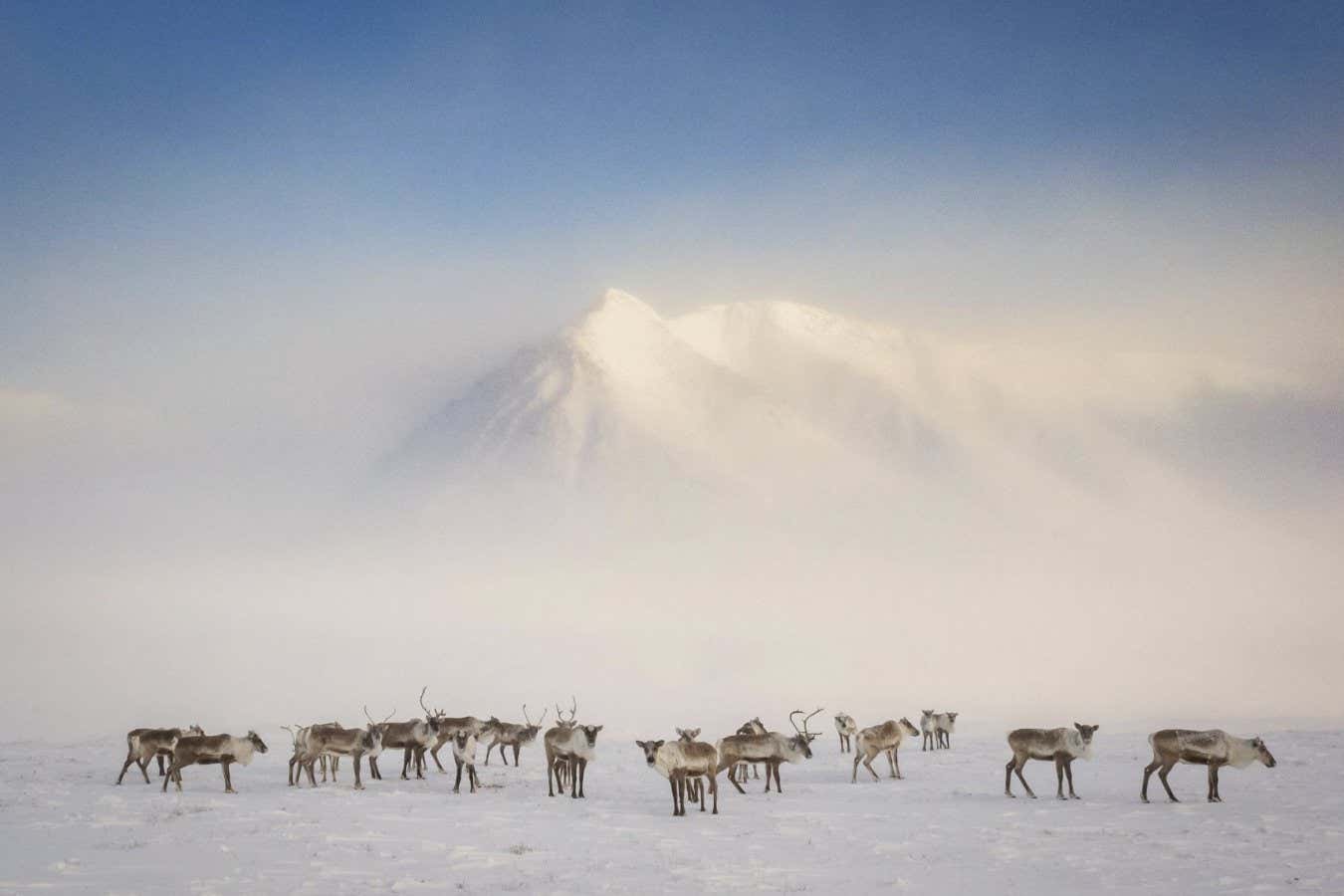 From Frostlines book A small herd of caribou gathers outside Anaktuvuk in the early phase of the spring migration. By June, tens of thousands of caribou will have moved north onto the coastal plains about Beaufort Sea, where pregnant females will give birth on the same calving grounds used by generations of their ancestors
