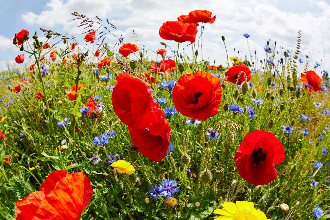EXERB1 Red field poppies and blue cornflowers.