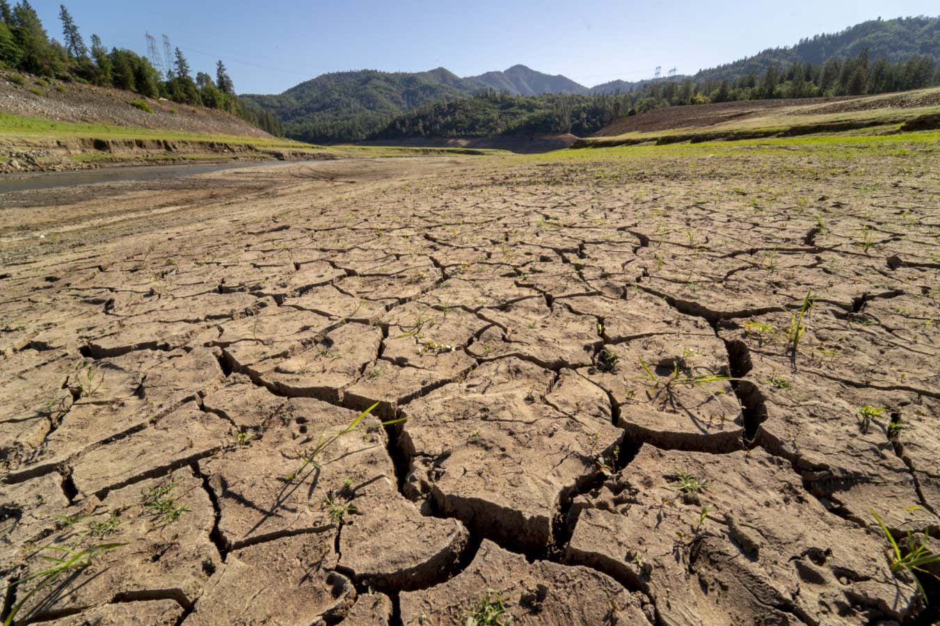 Gezegen ısınırken türler hayatta kalabilecek kadar hızlı evrimleşebilir mi?